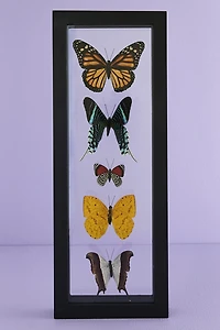 Decorate with Five Black Framed Butterflies – Boho Wall Art!