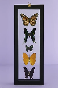 Decorate with Five Black Framed Butterflies – Boho Wall Art!