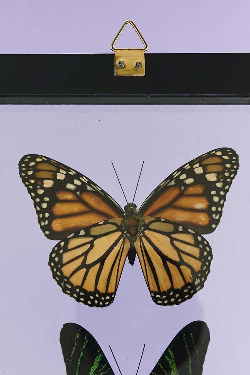 Decorate with Five Black Framed Butterflies – Boho Wall Art!