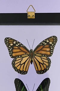 Decorate with Five Black Framed Butterflies – Boho Wall Art!