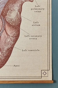 Anatomical Heart Wall Art Banner