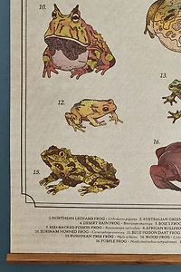 Buy EBX Frogs of the World Wall Art Banner Online at Earthbound Trading