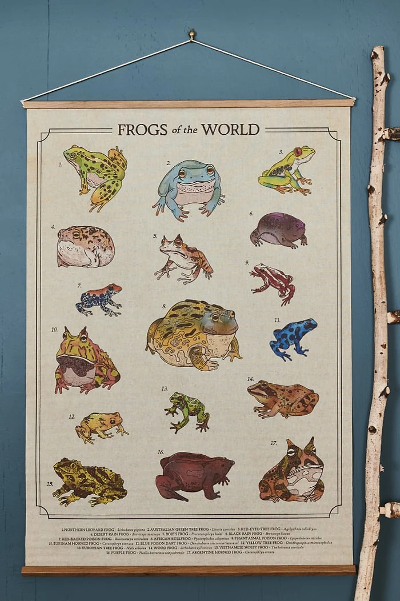 Buy EBX Frogs of the World Wall Art Banner Online at Earthbound Trading