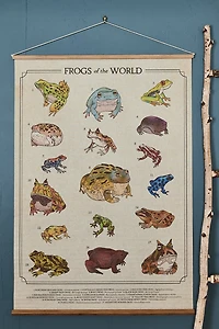 Buy EBX Frogs of the World Wall Art Banner Online at Earthbound Trading