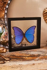 Buy Blue Morpho Butterfly in Black Frame  Online at Earthbound Trading