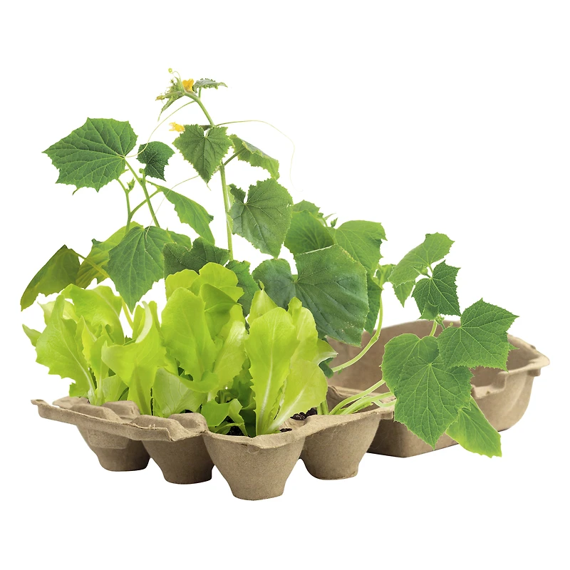 Buzzy® Biodegradable ingredient Grow Kit