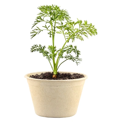 Organic Seed Starter Grow Kit
