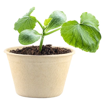 Organic Grow Kit - Cantaloupe