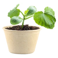 Organic Grow Kit - Cantaloupe
