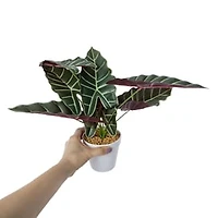 Faux Plant