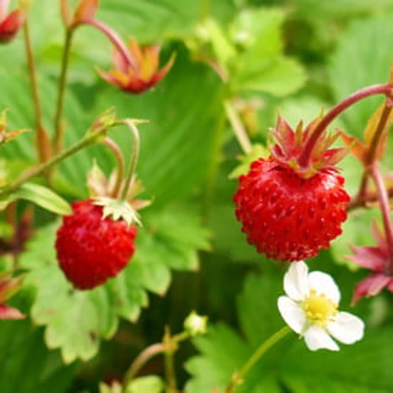 Buzzy® Non-Gmo Seed Packet - Strawberry