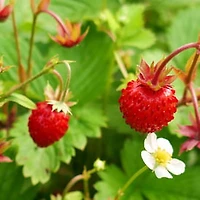 Buzzy® Non-Gmo Seed Packet - Strawberry