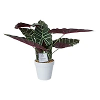 Faux Plant