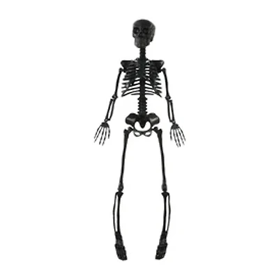 Posable Skeleton