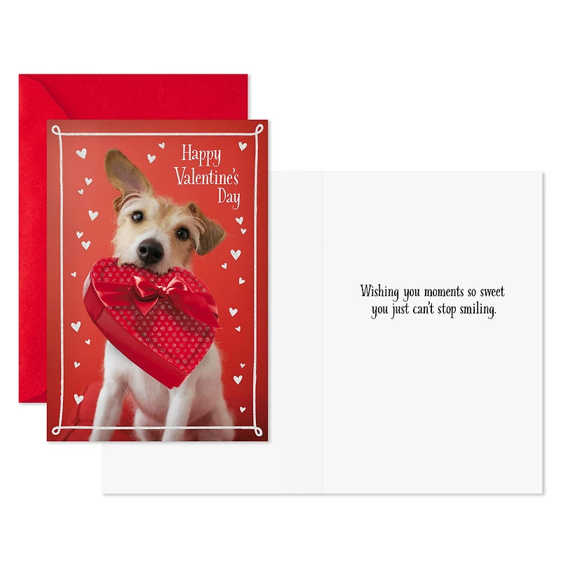 Dog With Box of Chocolates Valentine's Day Cards, Pack of 10 for only USD 8.99 | Hallmark