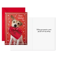 Dog With Box of Chocolates Valentine's Day Cards, Pack of 10 for only USD 8.99 | Hallmark