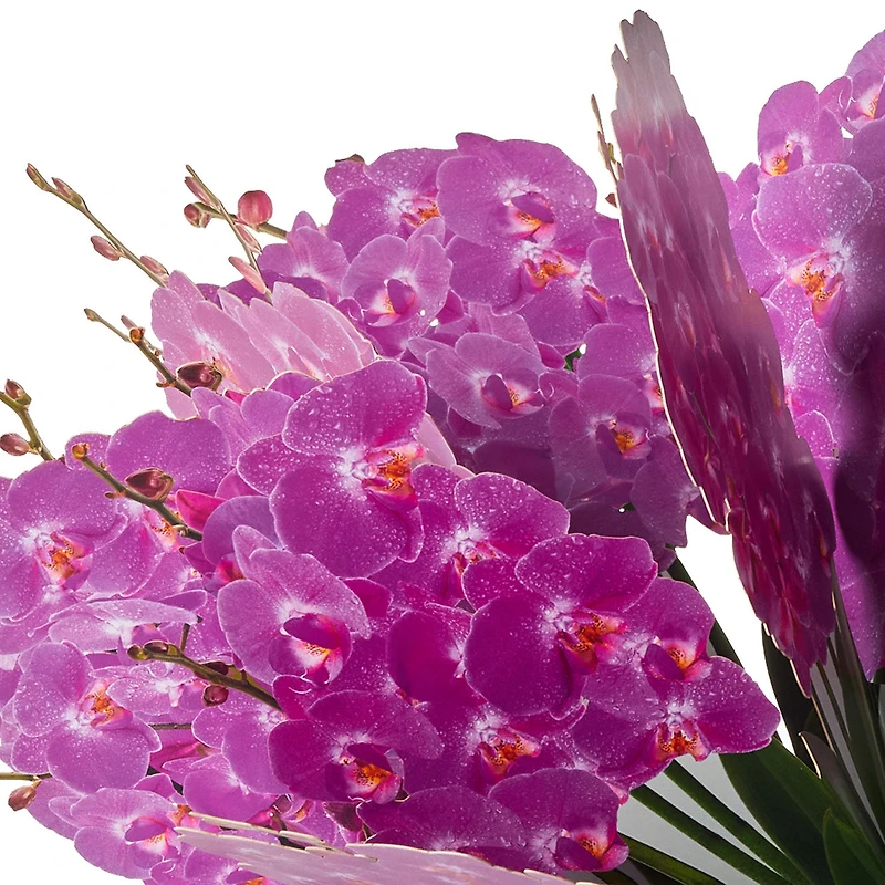 Build-a-Bouquet Fuchsia Orchids Pop-Up Paper Flowers for only USD 9.99 | Hallmark