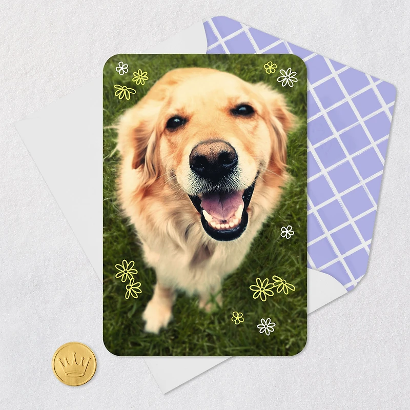 Smiling Dog Blank Card for only USD 2.99 | Hallmark