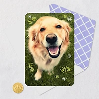Smiling Dog Blank Card for only USD 2.99 | Hallmark