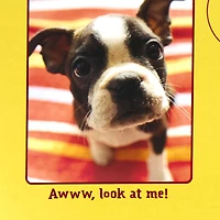 Puppy Pics to Help Forget Getting Older Birthday Card for only USD 4.99 | Hallmark