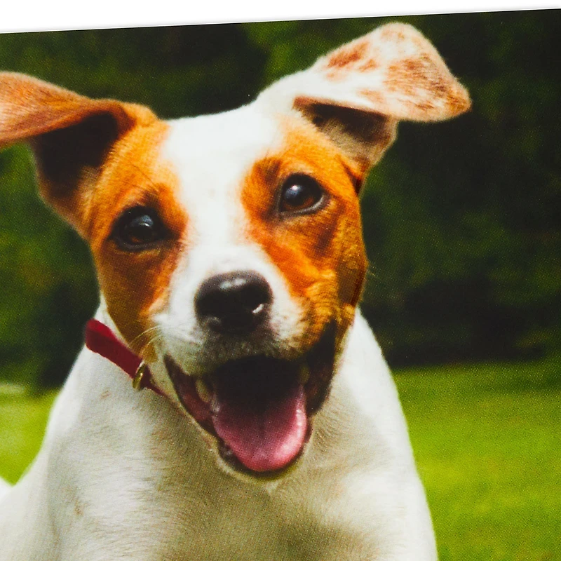 Have an Off-Leash Kind of Day Funny Birthday Card for only USD 2.99 | Hallmark