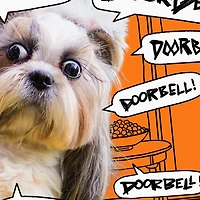 Dog and Doorbell Frenzy Funny Halloween Card for only USD 3.69 | Hallmark