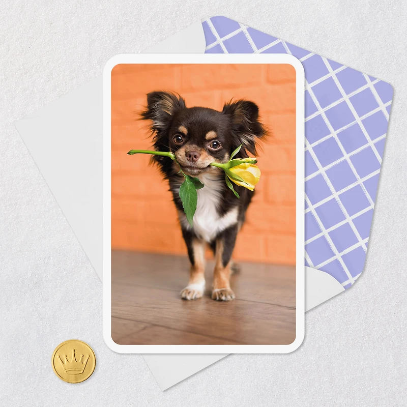 Chihuahua Dog With Flower Blank Card for only USD 2.99 | Hallmark