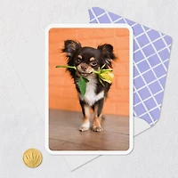 Chihuahua Dog With Flower Blank Card for only USD 2.99 | Hallmark