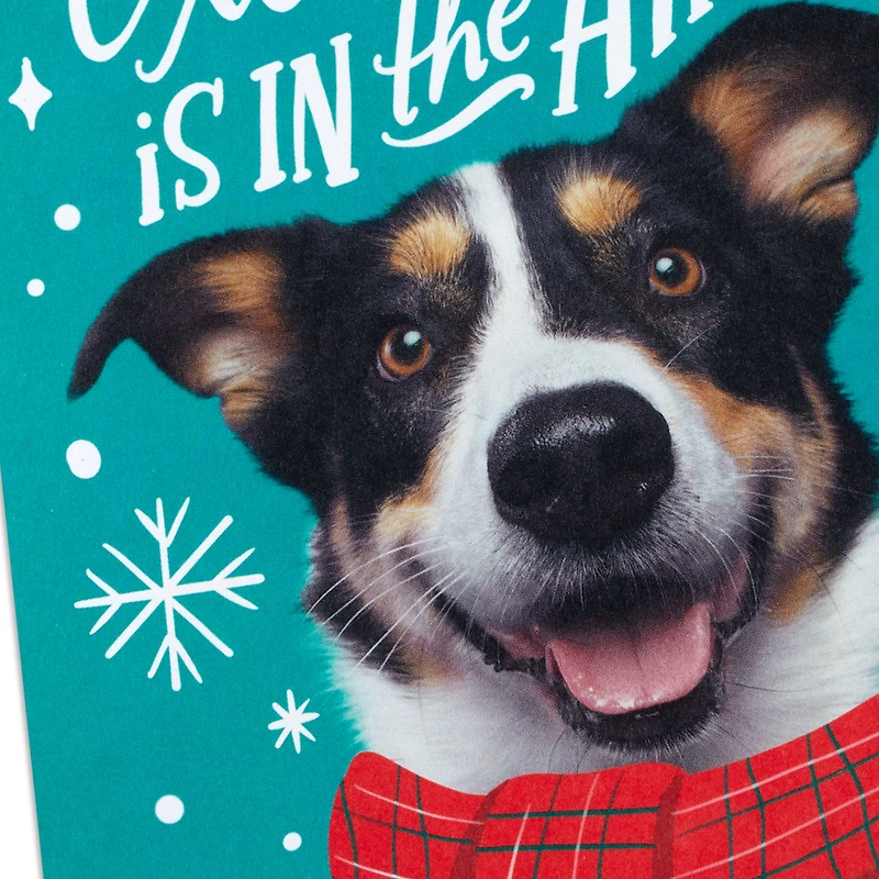 Christmas Excitement Boxed Christmas Cards, Pack of 16 for only USD 9.99 | Hallmark