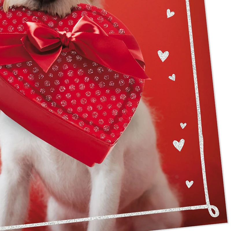 Dog With Box of Chocolates Valentine's Day Cards, Pack of 10 for only USD 8.99 | Hallmark