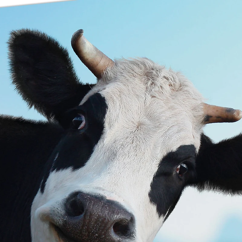 Moo-chas Gracias Funny Thank You Card for only USD 3.99 | Hallmark