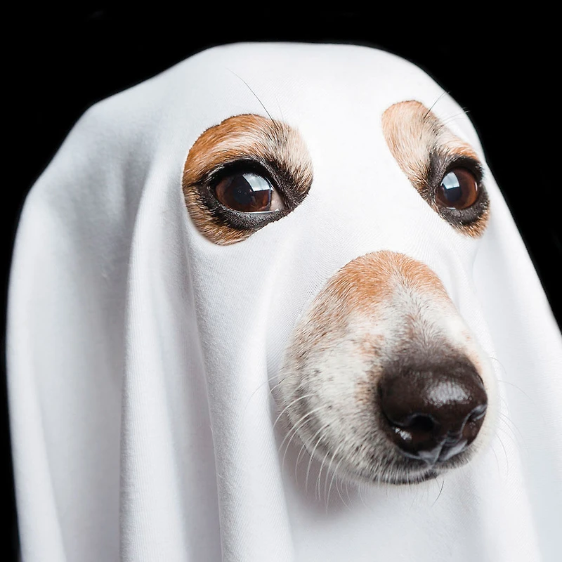 Things That Go Bark in the Night Funny Halloween Card for only USD 2.00 | Hallmark