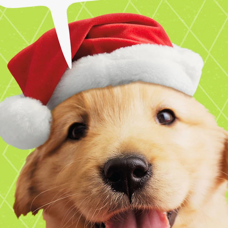 Puppy Dog in Santa Hat Funny Christmas Card for only USD 3.69 | Hallmark
