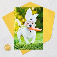 Fetch All the Fun You Can Funny Easter Card for only USD 2.00 | Hallmark