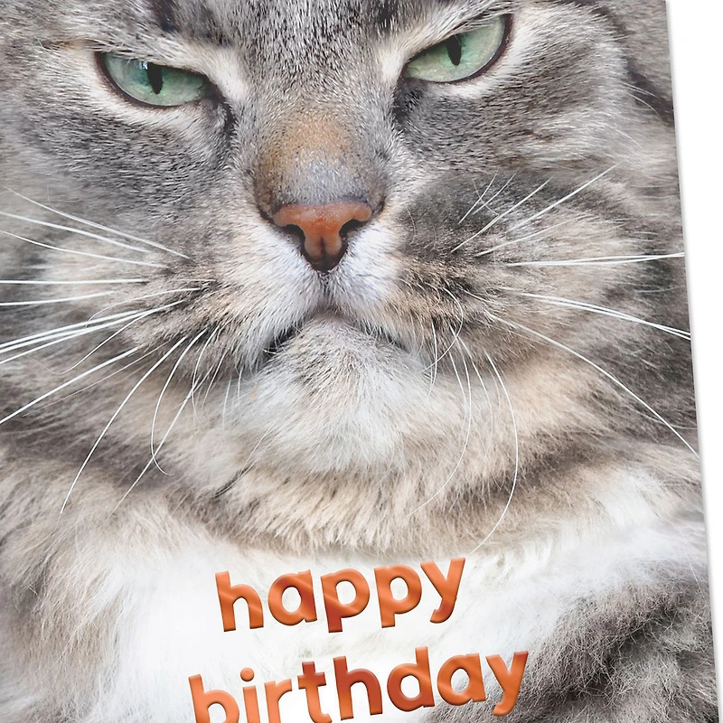 Grumpy Cat Funny Birthday Card for only USD 2.99 | Hallmark