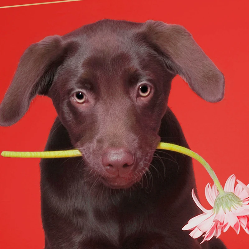 I Chews You Funny Valentine's Day Card for only USD 2.50 | Hallmark