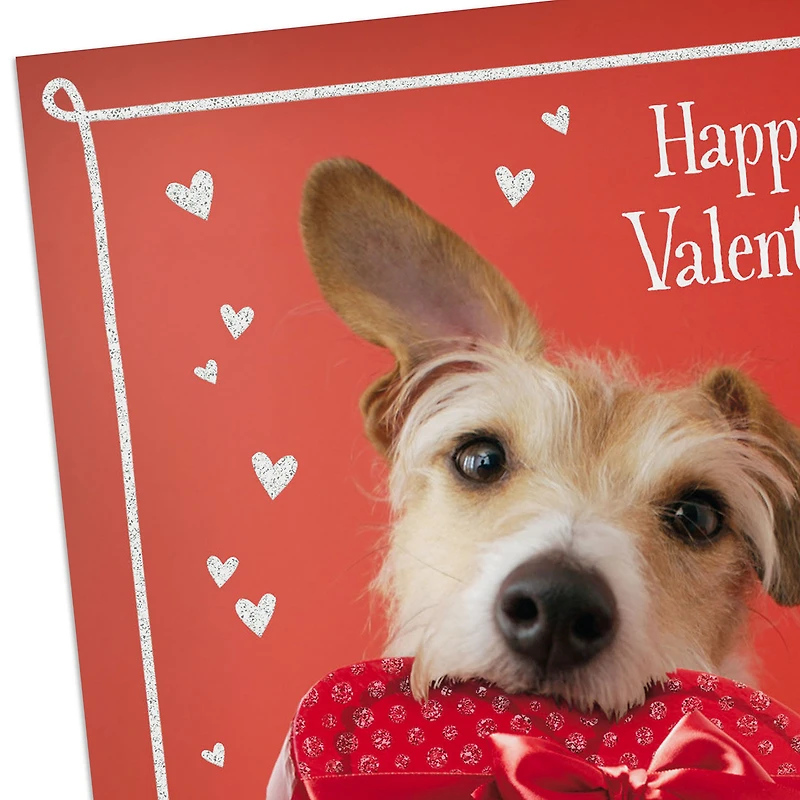 Dog With Box of Chocolates Valentine's Day Cards, Pack of 10 for only USD 8.99 | Hallmark