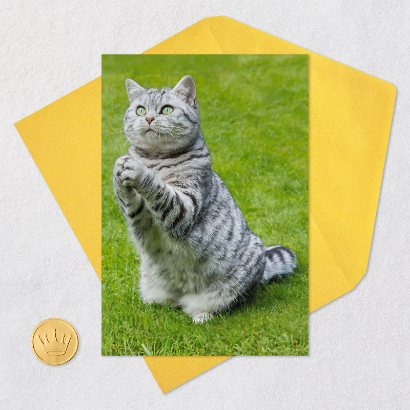 Even Cats Care Funny Get Well Card for only USD 3.99 | Hallmark