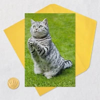 Even Cats Care Funny Get Well Card for only USD 3.99 | Hallmark