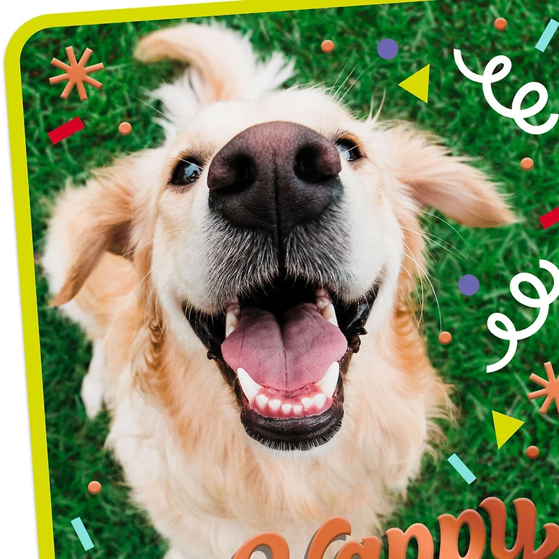 Doggone Happiness Birthday Card for only USD 2.99 | Hallmark