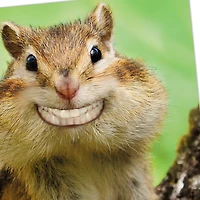 Grinning Chipmunk Funny Congratulations Card for only USD 3.99 | Hallmark
