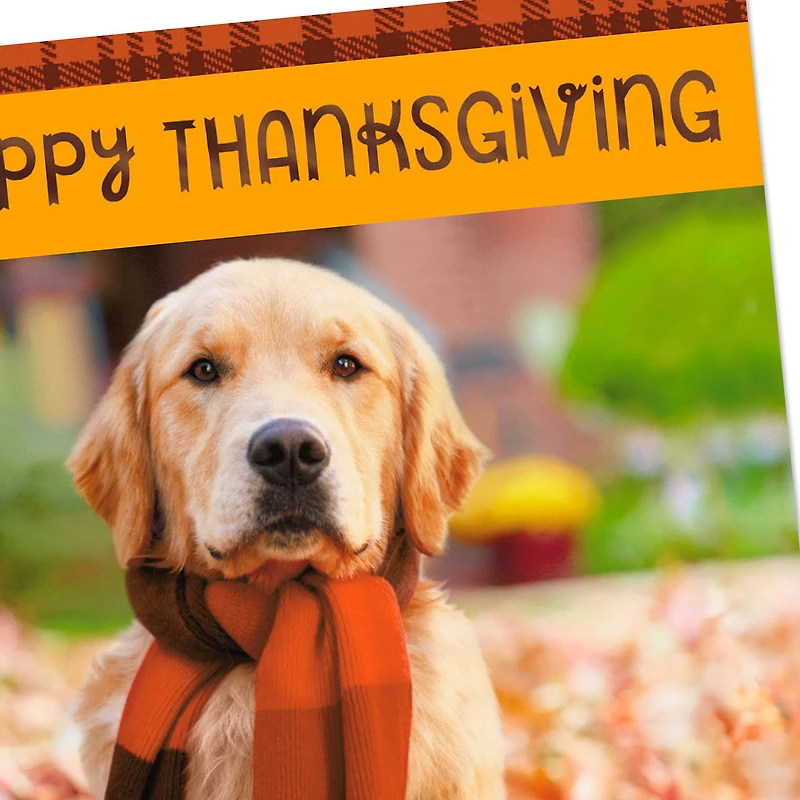 Warm Thoughts of You Thanksgiving Cards, Pack of 6 for only USD 6.99 | Hallmark