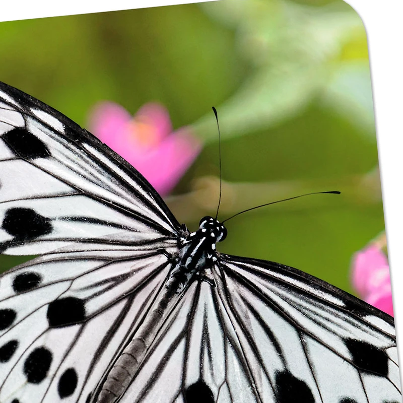 Black-and-White Butterfly and Pink Flowers Blank Card for only USD 2.99 | Hallmark