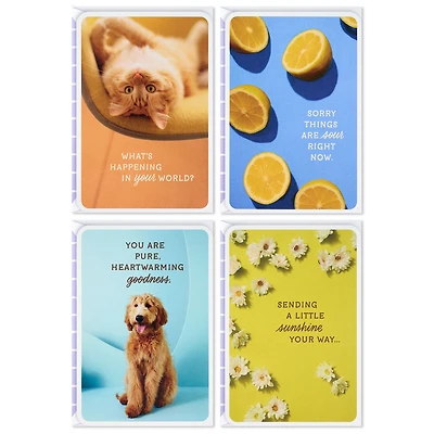 Sunny and Sweet Assorted Multi-Occasion Cards, Pack of 4 for only USD 6.99 | Hallmark