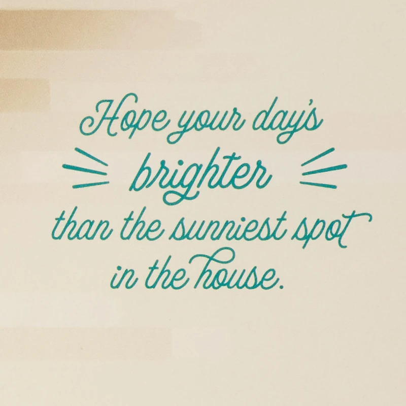 Find Your Sunny Spot Birthday Card From the Cat for only USD 2.99 | Hallmark