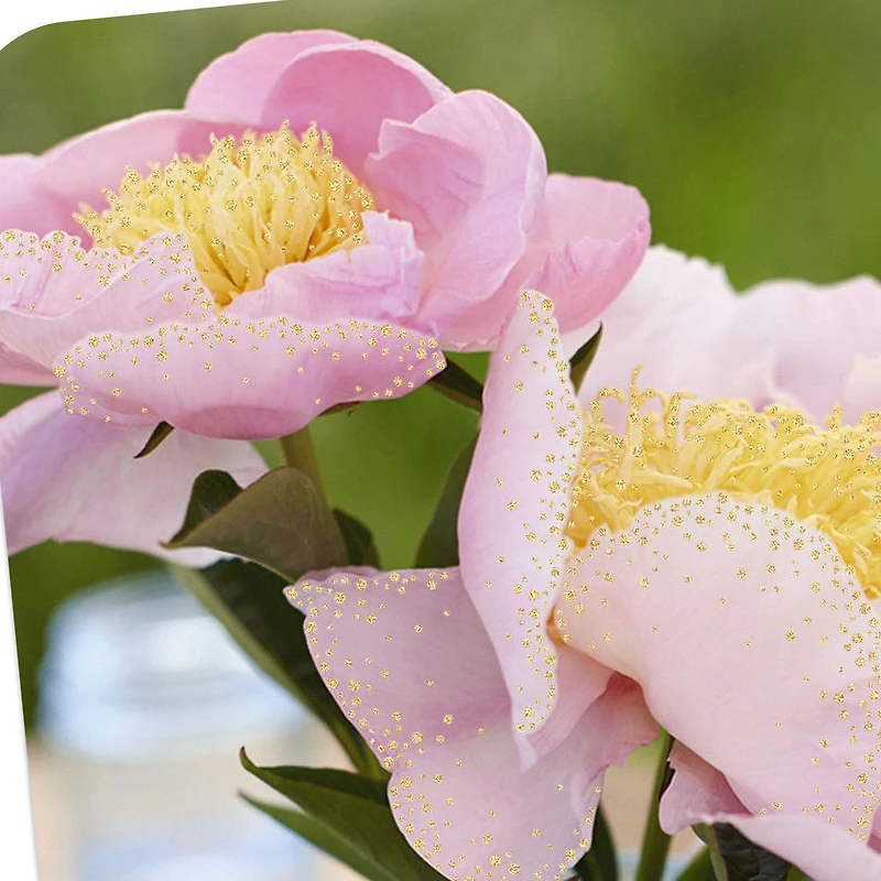 Pink Peonies in Blue Jar Blank Card for only USD 2.99 | Hallmark