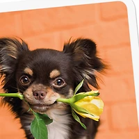 Chihuahua Dog With Flower Blank Card for only USD 2.99 | Hallmark