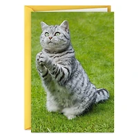 Even Cats Care Funny Get Well Card for only USD 3.99 | Hallmark