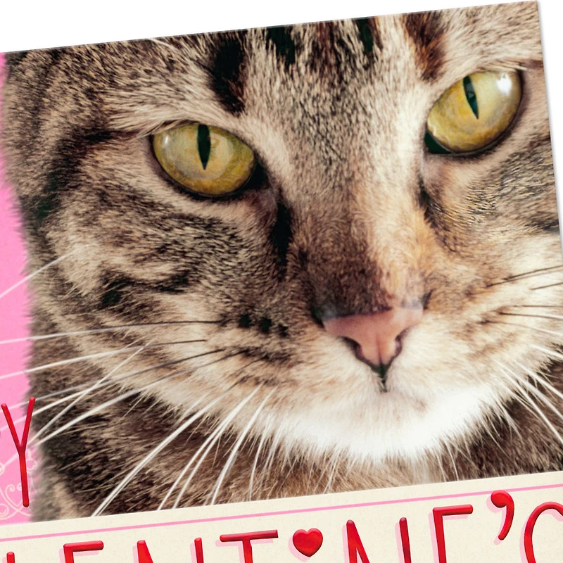You're in My Chair Funny Valentine's Day Card From Cat for only USD 4.59 | Hallmark