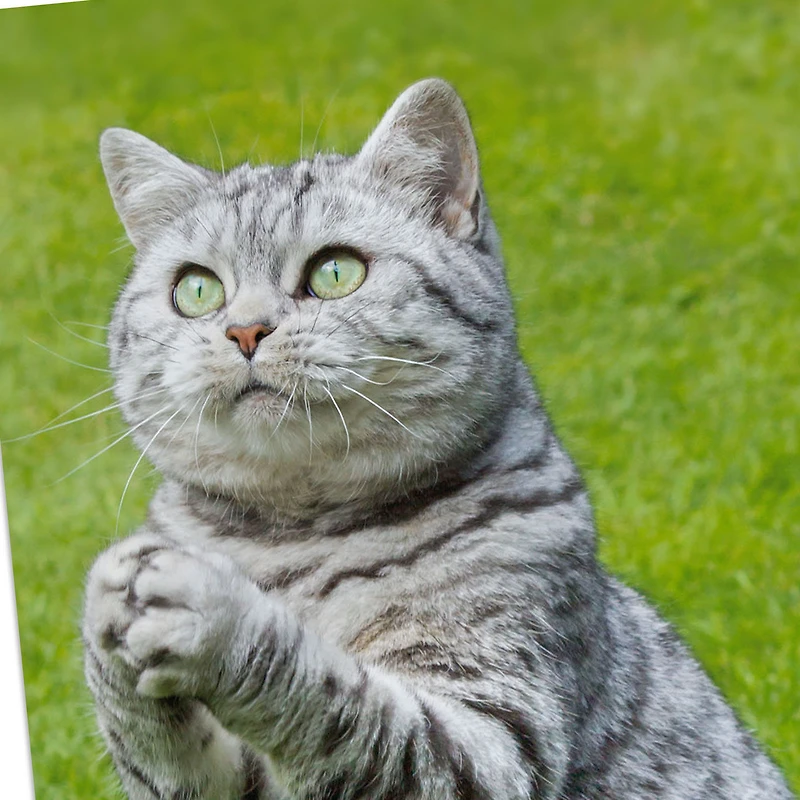 Even Cats Care Funny Get Well Card for only USD 3.99 | Hallmark